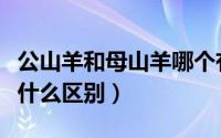 公山羊和母山羊哪个有胡子（公山羊和母山羊什么区别）