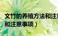 文竹的养殖方法和注意事项（虎鱼的养殖方法和注意事项）