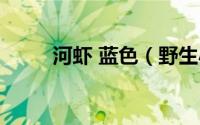 河虾 蓝色（野生小河蓝虾吃什么）