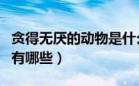 贪得无厌的动物是什么生肖（贪得无厌的动物有哪些）