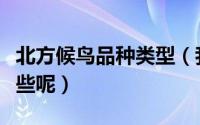 北方候鸟品种类型（我国北方常见的候鸟有哪些呢）
