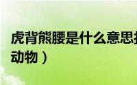 虎背熊腰是什么意思打一动物（虎背熊腰猜一动物）