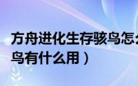 方舟进化生存骇鸟怎么驯服（方舟生存进化骇鸟有什么用）