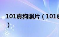 101真狗照片（101真狗和黑白魔女什么关系）