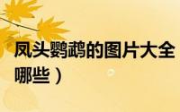 凤头鹦鹉的图片大全（凤头鹦鹉的代表种类有哪些）