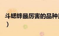 斗蟋蟀最厉害的品种是（斗蟋蟀最厉害的品种）