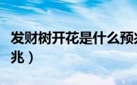 发财树开花是什么预兆（景天树开花有什么预兆）