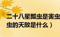 二十八星瓢虫是害虫吗?直接说（二十八星瓢虫的天敌是什么）