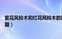 紫花风铃木和红花风铃木的区别（红花风铃木几年才能开花期）