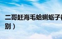 二哥赶海毛蛤蜊蛎子视频（鸟贝跟毛蛤蜊的区别）