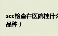 scc检查在医院挂什么科（南方浅水莲藕最新品种）