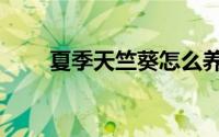 夏季天竺葵怎么养（天竺葵怎么养）