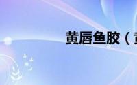 黄唇鱼胶（黄唇鱼做法）