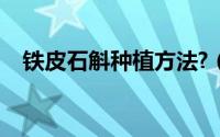 铁皮石斛种植方法?（铁皮石斛种植方法）