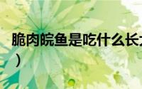 脆肉皖鱼是吃什么长大的（脆肉鲩和皖鱼区别）