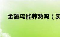 金翅鸟能养熟吗（买回的金翅鸟怎么养）