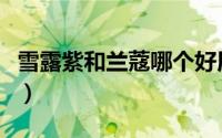 雪露紫和兰蔻哪个好用（雪露紫和兰蔻哪个好）