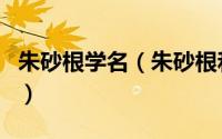 朱砂根学名（朱砂根和小罗伞是同一种植物吗）