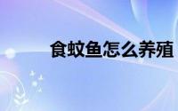 食蚊鱼怎么养殖（食蚊鱼怎么养）