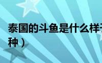 泰国的斗鱼是什么样子的（泰国斗鱼都有哪几种）