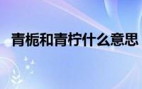 青栀和青柠什么意思（栀子花与青柠花语）