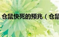 仓鼠快死的预兆（仓鼠快死的六种表现冬天）