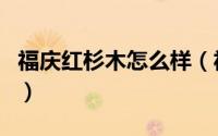 福庆红杉木怎么样（福庆金杉木与红杉木区别）