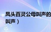 凤头百灵公母叫声的区别?（凤头百灵的正确叫声）