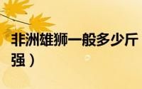 非洲雄狮一般多少斤（非洲雄狮几岁战斗力最强）