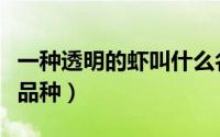 一种透明的虾叫什么名字（北方透明虾是什么品种）