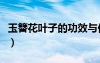 玉簪花叶子的功效与作用（玉簪叶的吃法大全）