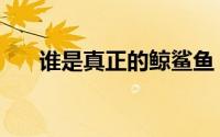 谁是真正的鲸鲨鱼（谁是真正的鲸鲨）