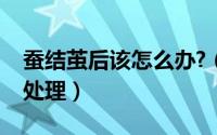 蚕结茧后该怎么办?（蚕结茧后要怎么样人工处理）