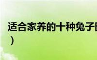 适合家养的十种兔子图片（适合家养的十种兔）