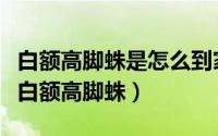 白额高脚蛛是怎么到家里来的（为什么会出现白额高脚蛛）