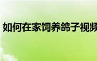 如何在家饲养鸽子视频（如何在家饲养鸽子）