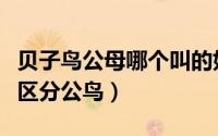 贝子鸟公母哪个叫的好（贝子鸟从叫声中怎样区分公鸟）