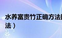 水养富贵竹正确方法图解（水养富贵竹正确方法）