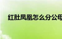 红肚凤凰怎么分公母（凤凰怎么分公母）