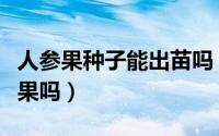 人参果种子能出苗吗（人参果种子育苗当年结果吗）