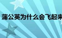 蒲公英为什么会飞起来（蒲公英为什么会飞）