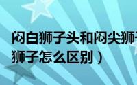 闷白狮子头和闷尖狮子头（白狮子头和闷尖白狮子怎么区别）