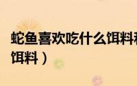 蛇鱼喜欢吃什么饵料和食物（蛇鱼喜欢吃什么饵料）