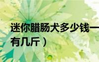 迷你腊肠犬多少钱一只?（迷你腊肠犬长大后有几斤）