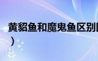 黄貂鱼和魔鬼鱼区别图（黄貂鱼和魔鬼鱼区别）