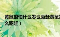 黄鼠狼怕什么怎么驱赶黄鼠狼松鼠涨啥样（黄鼠狼怕什么怎么驱赶）