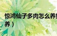 惊鸿仙子多肉怎么养好看（惊鸿仙子多肉怎么养）