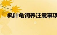 枫叶龟饲养注意事项（枫叶龟饲养方法）