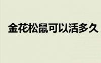 金花松鼠可以活多久（金花小松鼠好养吗）