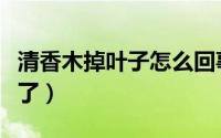 清香木掉叶子怎么回事（清香木夏天叶子都掉了）